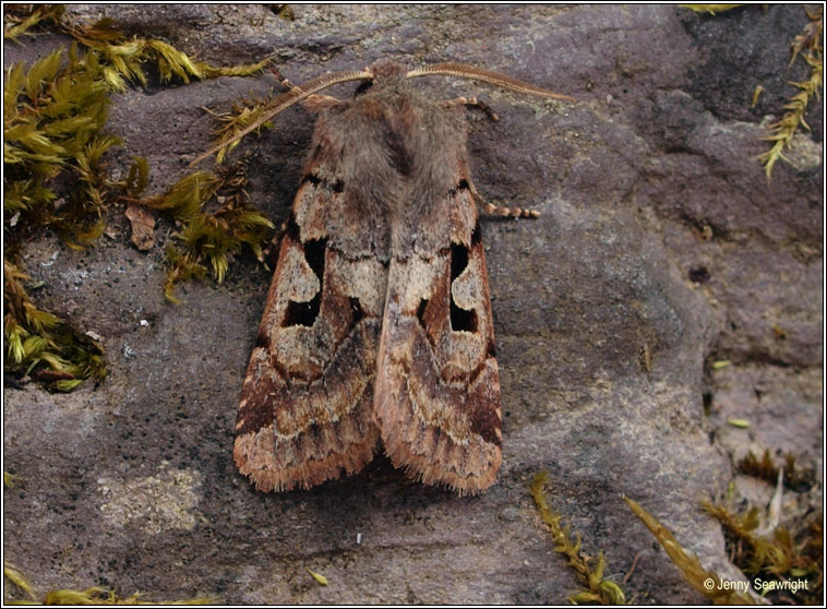 Hebrew Character, Orthosia gothica