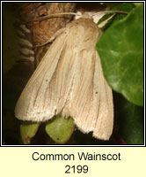 Common Wainscot, Mythimna pallens