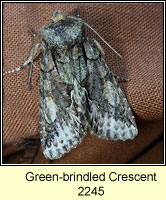 Green-brindled Crescent, Allophyes oxyacanthae