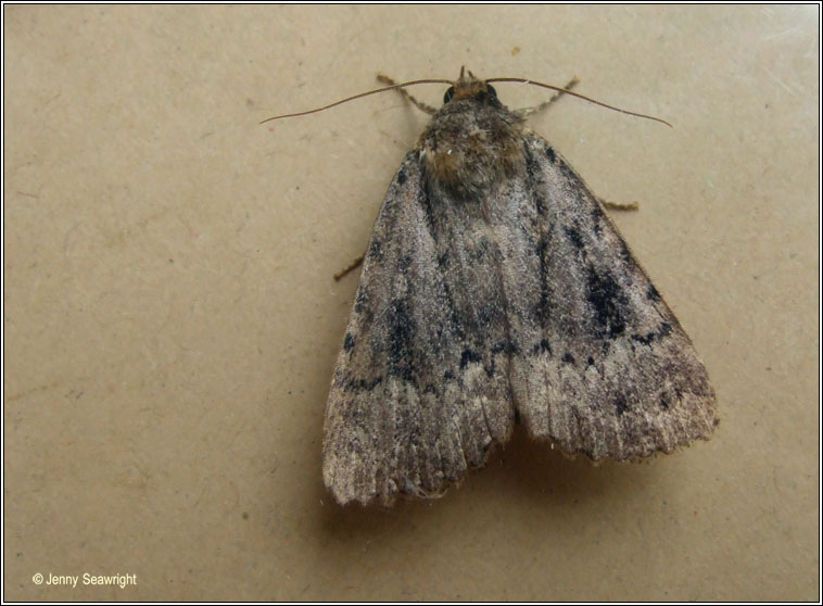 Copper Underwing, Amphipyra pyramidea