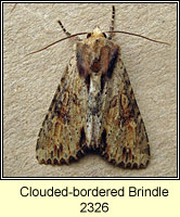 Clouded-bordered Brindle, Apamea crenata