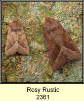 Rosy Rustic, Hydraecia micacea