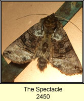The Spectacle, Abrostola tripartita