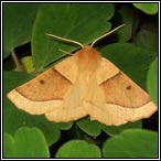 August moths