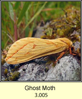 Ghost Moth, Hepialus humuli