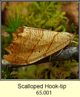 Scalloped Hook-tip, Falcaria lacertinaria