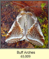 Buff Arches, Habrosyne pyritoides