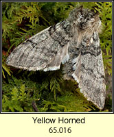 Yellow Horned, Achlya flavicornis