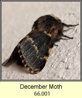 December Moth, Poecilocampa populi