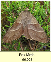 Fox Moth, Macrothylacia rubi