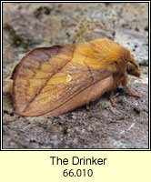 Drinker, Euthrix potatoria