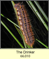 Drinker, Euthrix potatoria (caterpillar)