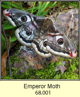 Emperor Moth, Saturnia pavonia
