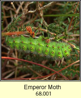 Emperor Moth, Saturnia pavonia (caterpillar)