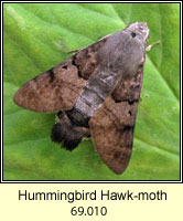 Hummingbird Hawk-moth, Macroglossum stellatarum
