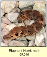 Elephant Hawk-moth, Deilephila elpenor
