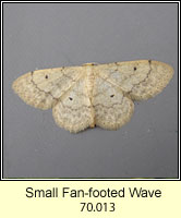 Small Fan-footed Wave, Idaea biselata