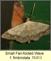 Small Fan-footed Wave, Idaea biselata f fimbriolata