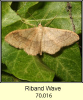 Riband Wave, Idaea aversata