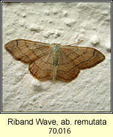 Riband Wave, Idaea aversata