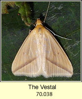 The Vestal, Rhodometra sacraria