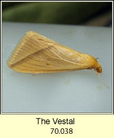 The Vestal, Rhodometra sacraria