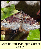 Dark-barred Twin-spot Carpet, Xanthorhoe ferrugata