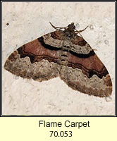 Flame Carpet, Xanthorhoe designata