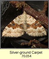 Silver-ground Carpet, Xanthorhoe montanata