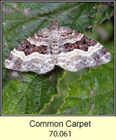 Common Carpet, Epirrhoe alternata