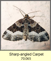 Sharp-angled Carpet, Euphyia unangulata