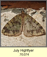 July Highflyer, Hydriomena furcata