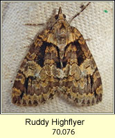 Ruddy Highflyer, Hydriomena ruberata