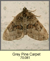 Grey Pine Carpet, Thera obeliscata