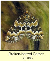 Broken-barred Carpet, Electrophaes corylata