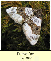 Purple Bar, Cosmorhoe ocellata