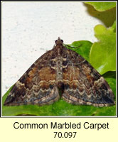 Common Marbled Carpet, Chloroclysta truncata