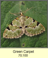 Green Carpet, Colostygia pectinataria