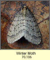 Winter Moth, Operophtera brumata
