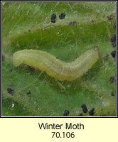 Winter Moth, Operophtera brumata