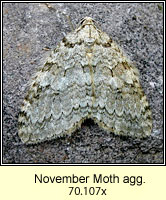 November Moth agg, Epirrita dilutata agg