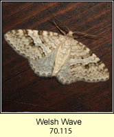 Welsh Wave, Venusia cambrica