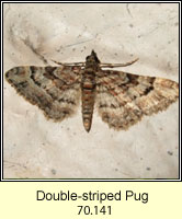 Double-striped Pug, Gymnoscelis rufifasciata