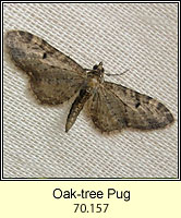 Oak-tree Pug, Eupithecia dodoneata