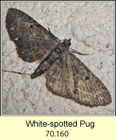 White-spotted Pug, Eupithecia tripunctaria