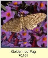 Narrow-winged Pug, Eupithecia virgaureata