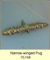 Narrow-winged Pug, Eupithecia nanata