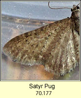 Satyr Pug, Eupithecia satyrata