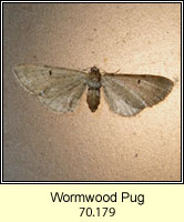 Wormwood Pug, Eupithecia absinthiata