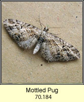 Mottled Pug, Eupithecia exiguata